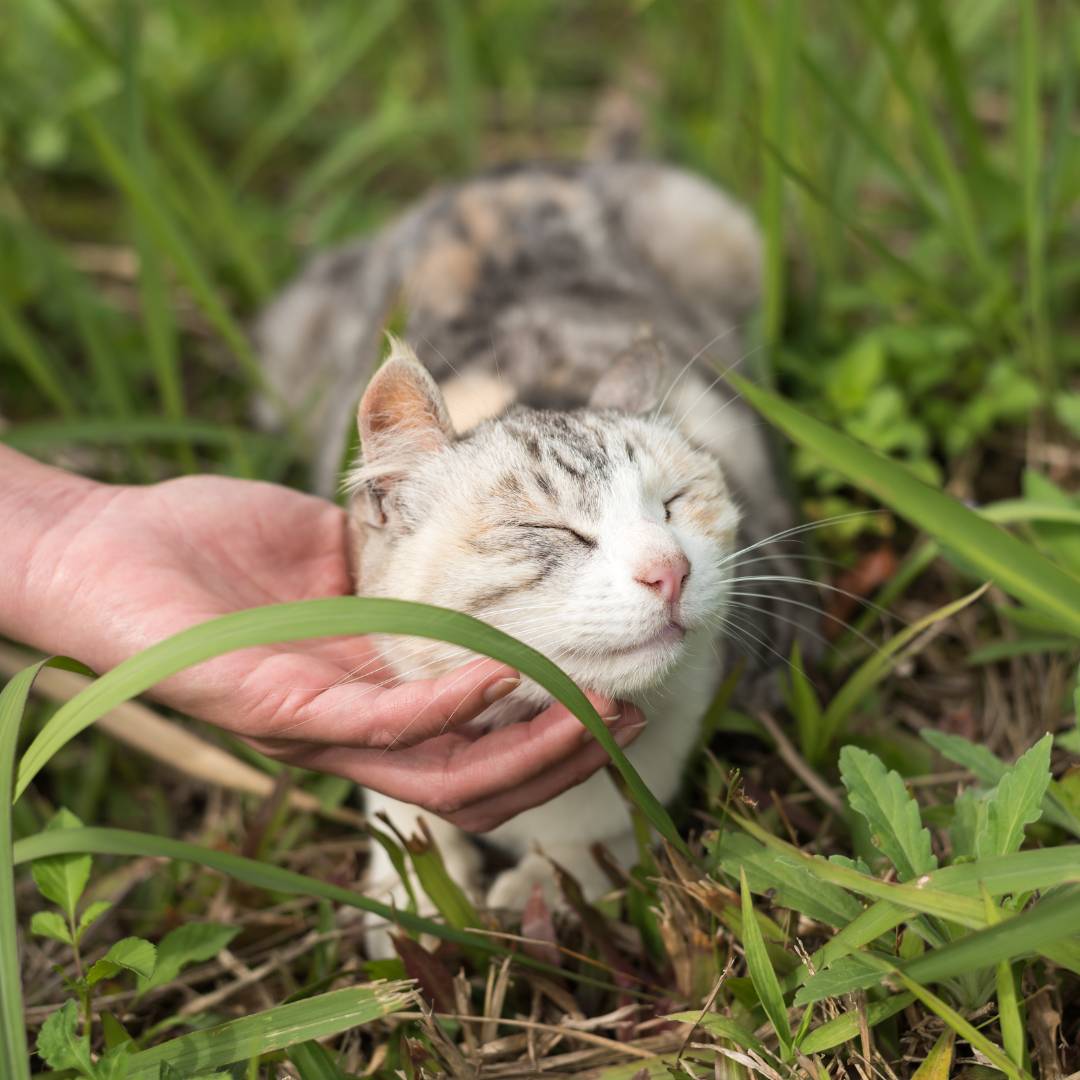 cat outside