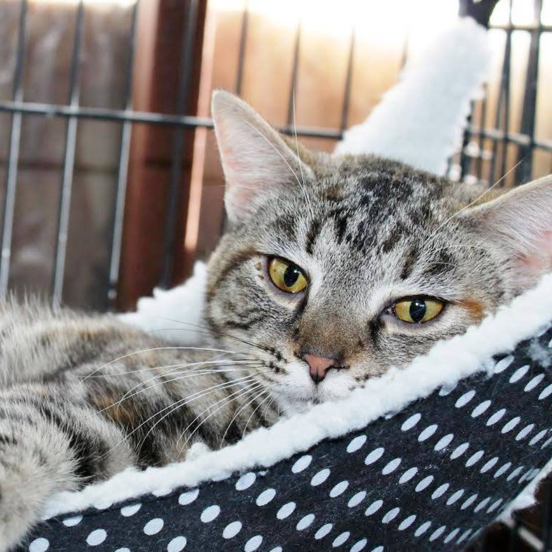 cat2