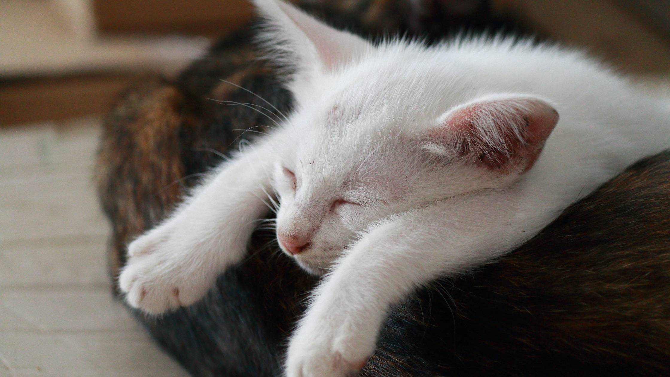 cat_nap_1
