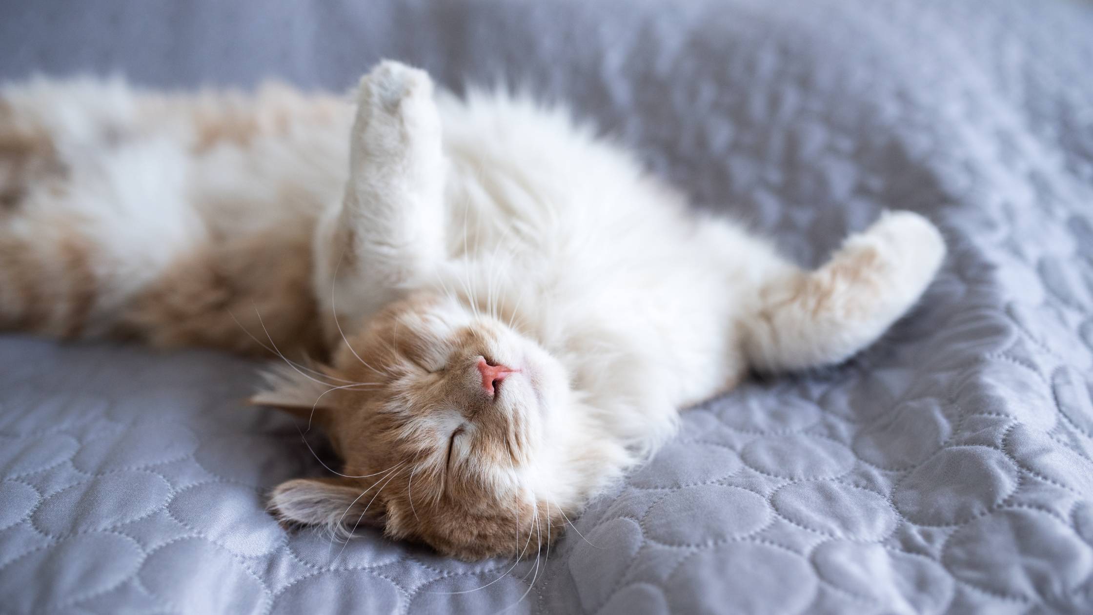 cat_nap_2