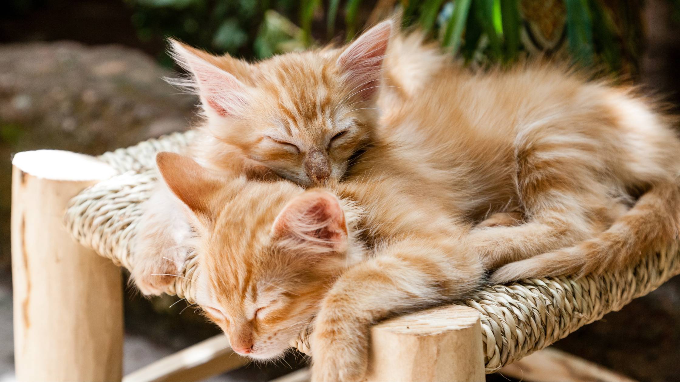 cat_nap_3