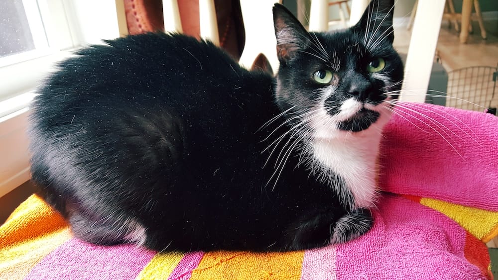 Tux